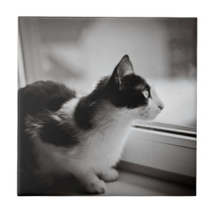 Cat looking outside tile