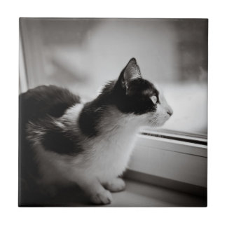 Cat looking outside tile