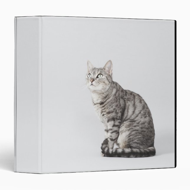 Cat looking up binder (Front/Spine)
