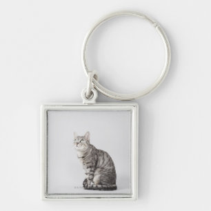 Cat looking up keychain