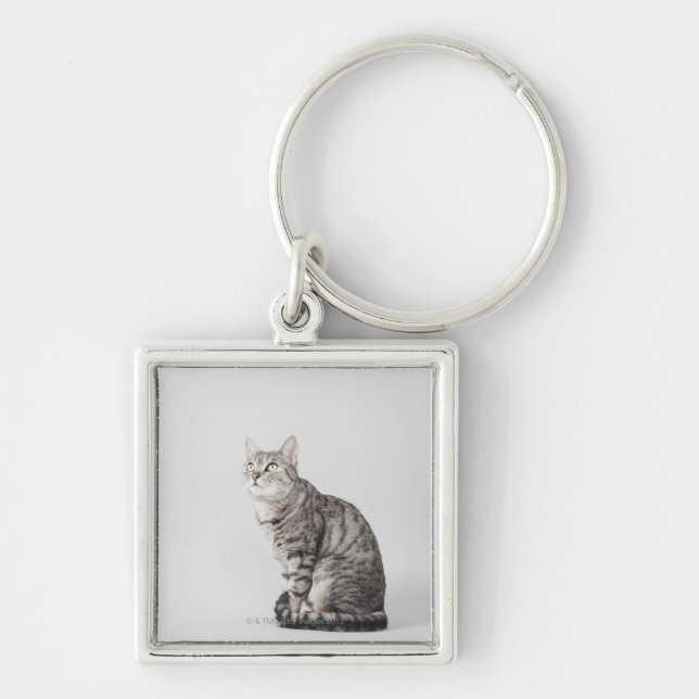 Cat looking up keychain (Front)