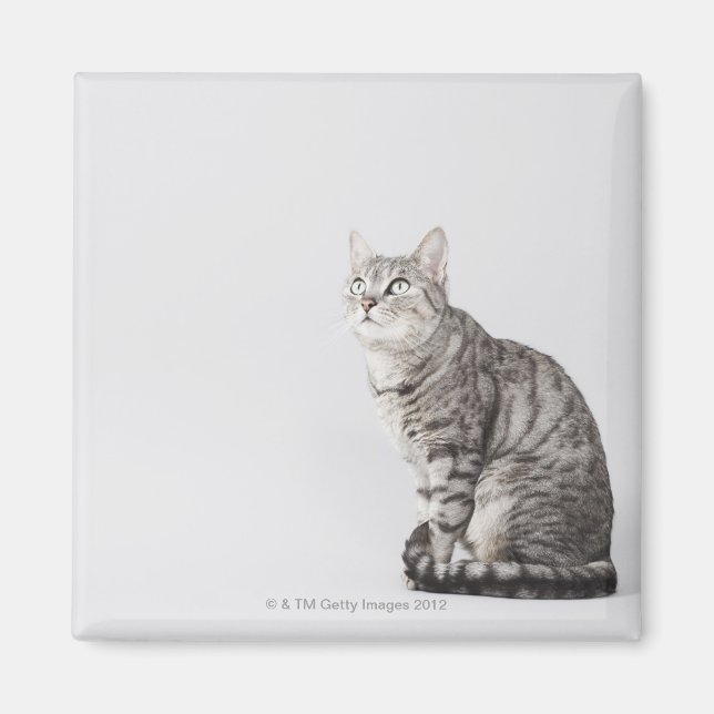 Cat looking up magnet (Front)