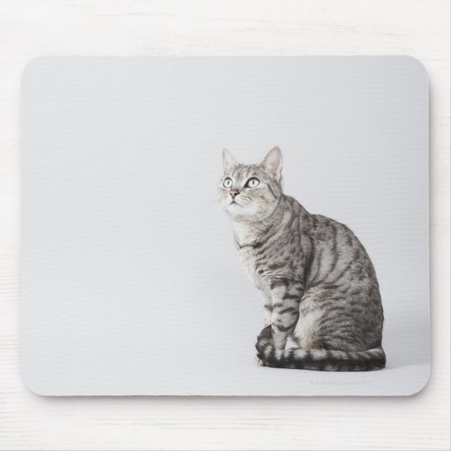 Cat looking up mouse pad (Front)
