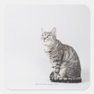 Cat looking up square sticker
