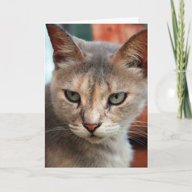 Cat lost in tornado found holiday card (Front)