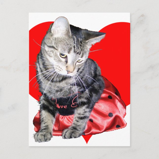Cat "Love Bug" Valentine's Day postcard (Front)