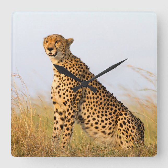 Cat lover cheetah photo square wall clock (Front)