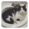 Cat lovers delight
