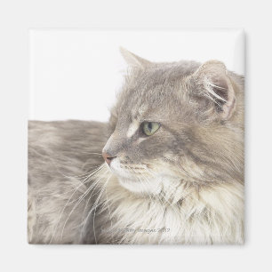 Cat lying down magnet