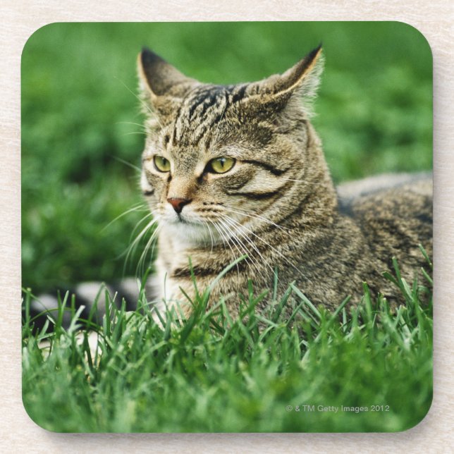 Cat lying in grass coaster (Front)