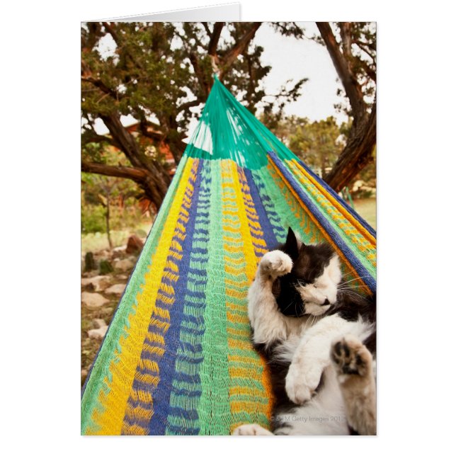 Cat lying in Mayan Mexican hammock (Front)