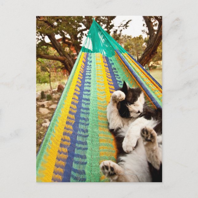 Cat lying in Mayan Mexican hammock Postcard (Front)
