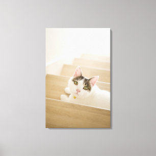 Cat lying on stairs canvas print