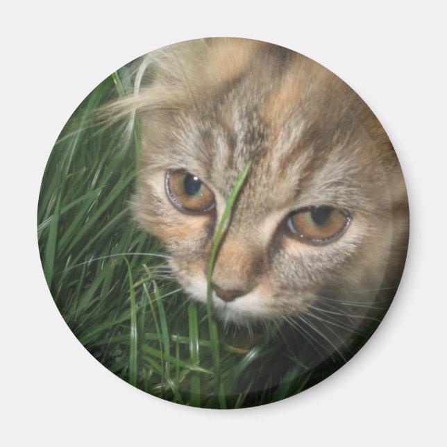 Cat Magnet (Front)