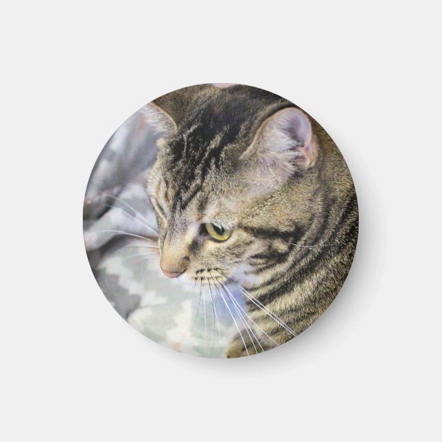 Cat  magnet (Front)