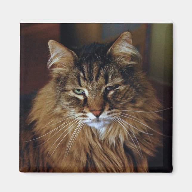 Cat Magnet (Front)