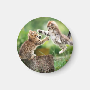 cat magnet