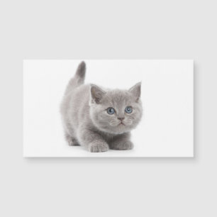 Cat Magnetic Card