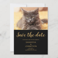 Cat Mariage Photo Appartement Enregistrer La Carte