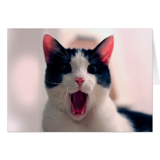 Cat meme - cat funny - funny cat memes - memes cat card