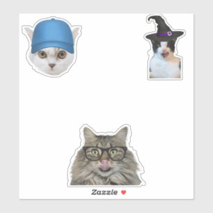 cat memes