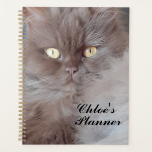 Cat mignon