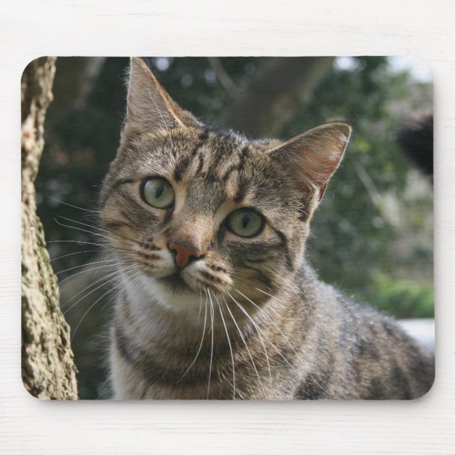 CAT MOUSE PAD (Front)