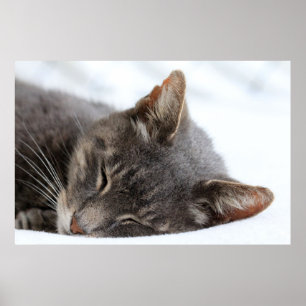 Cat Nap 10 Poster Premium Canvas (Gloss)