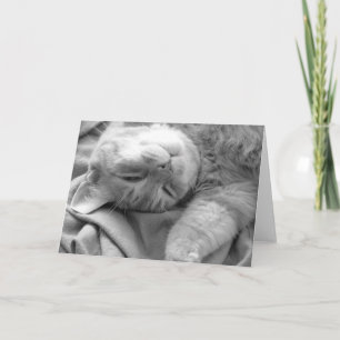 Cat Nap Greeting Cards