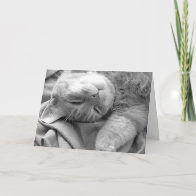 Cat Nap Greeting Cards (Front)