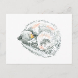 Cat Nap Postcard