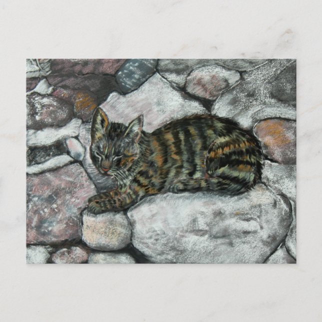 Cat Nap Postcard (Front)