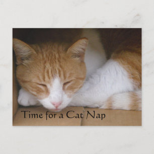 Cat Nap Postcard