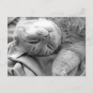 Cat Nap Postcards