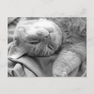Cat Nap Postcards