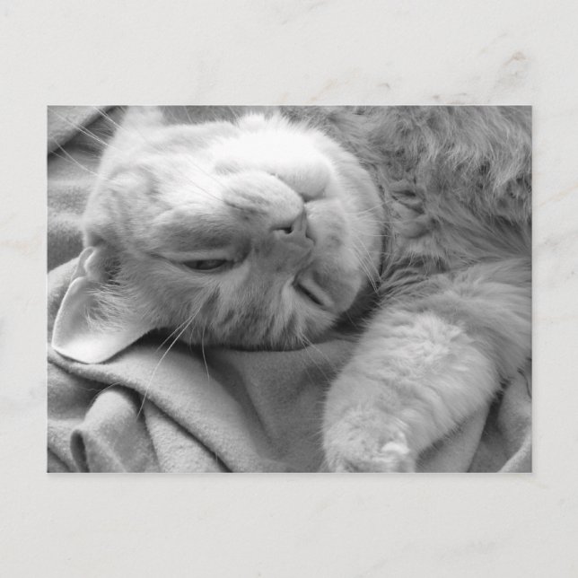 Cat Nap Postcards (Front)