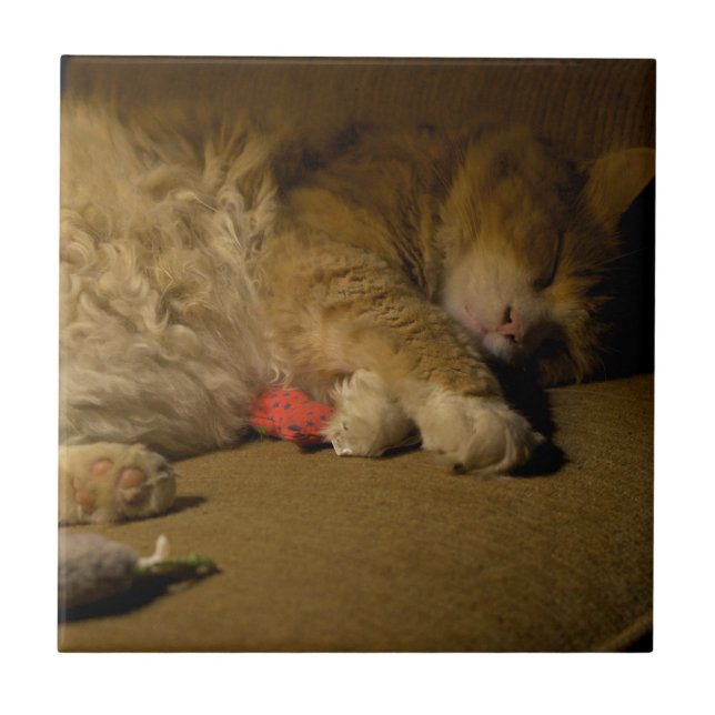 Cat Nap Tile (Front)