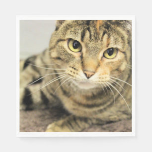 Cat  napkin