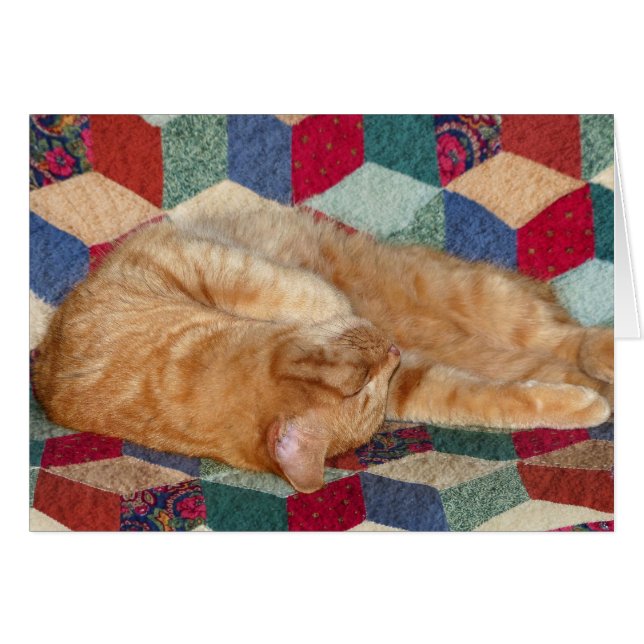 Cat Napping (Front Horizontal)