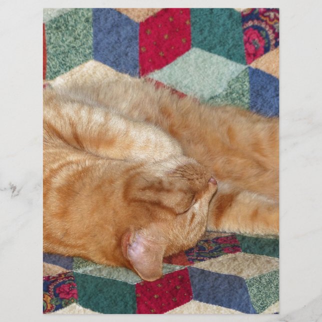 Cat Napping (Front)