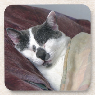 Cat Napping Coaster