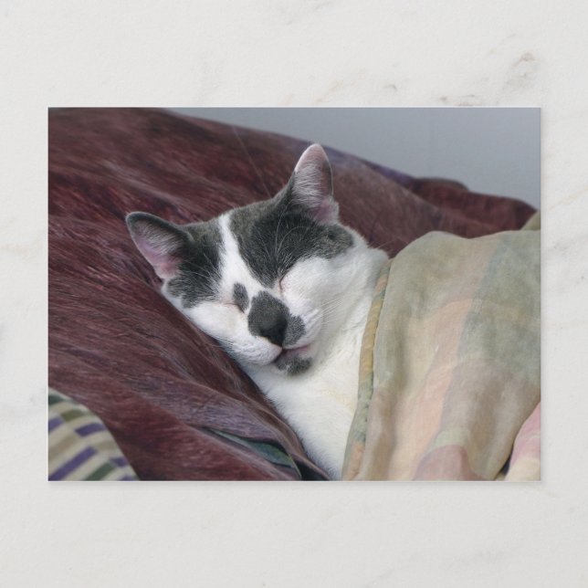 Cat Napping Postcard (Front)