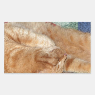 Cat Napping Sticker
