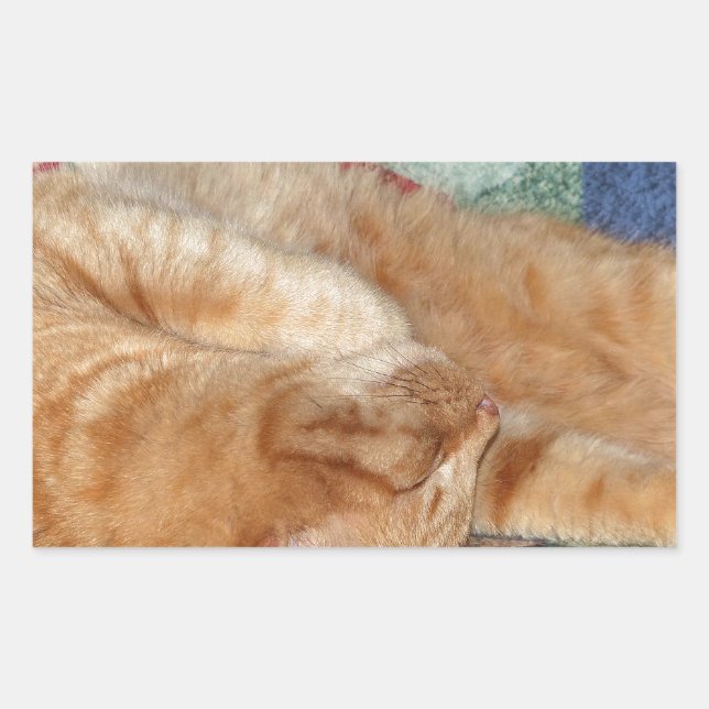 Cat Napping Sticker (Front)
