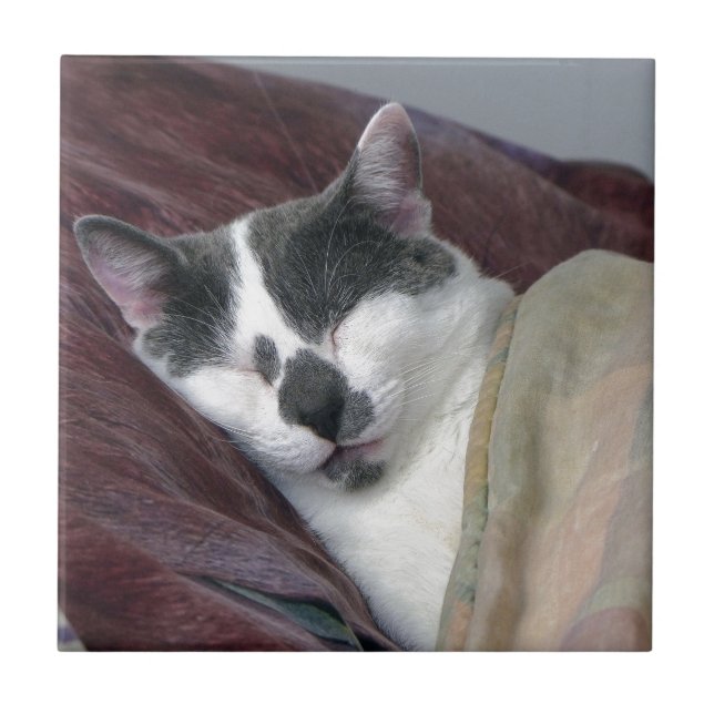 Cat Napping Tile (Front)