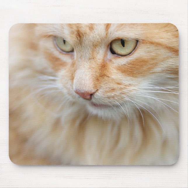 Cat, nature, kitten   mouse pad (Front)