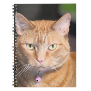 Cat   notebook
