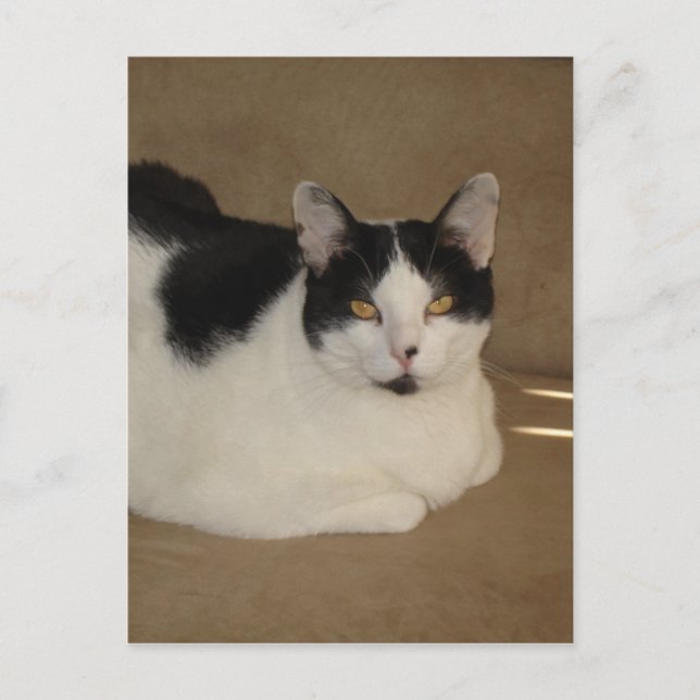 Cat On A Couch Postcard (Front)