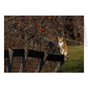 Cat On A Fence