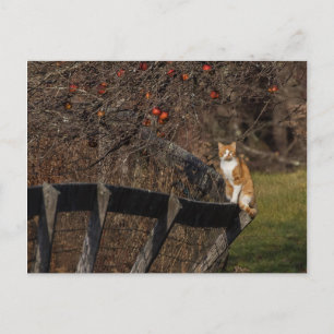 Cat On A Fence Postcard